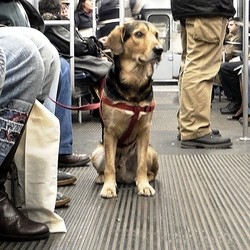 Prendere La Metro A Parigi Con Un Cane Come Fare E Cosa Sapere A Riguardo I Trasporti