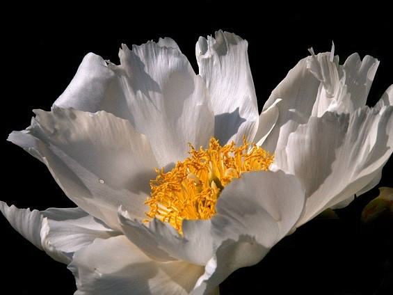 CC0 Creative Commons