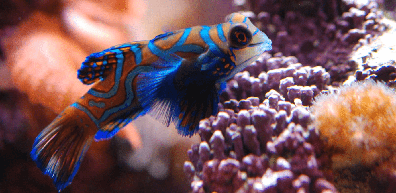 © photo via www.palais-portedoree.fr