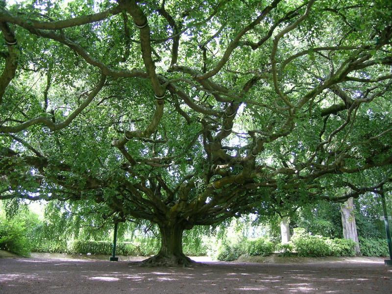 Jardin botanique de Bayeux © Normandie Tourisme