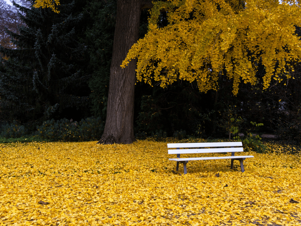 Parc de l'Orangerie Strasburgo © Canva