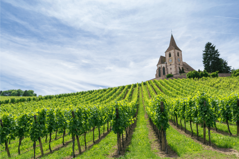Route des Vins d'Alsace © Canva