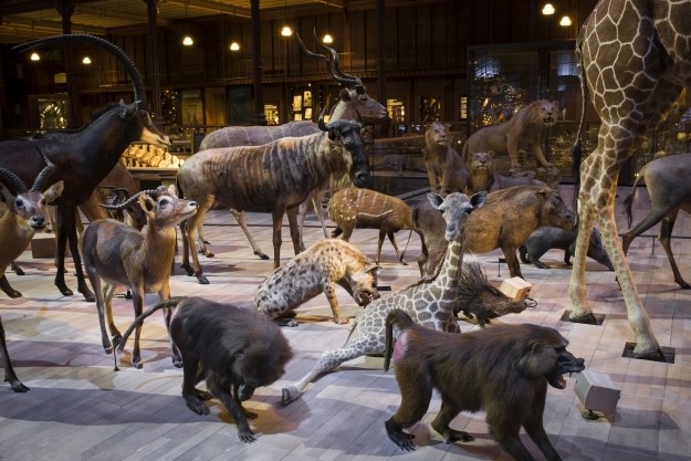 Grande Galerie de l'Évolution © MNHN - Agnès Iatzoura