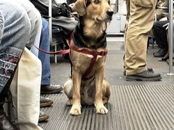 cane guida per non vedenti metro