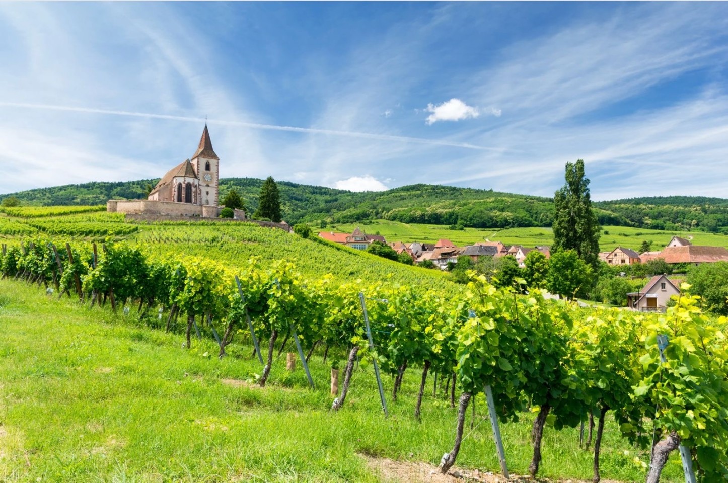 © Canva Grande strada del vino (Alsazia)