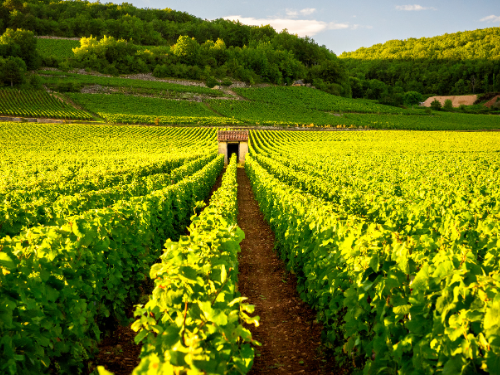 © Canva- Vigneti della Borgogna