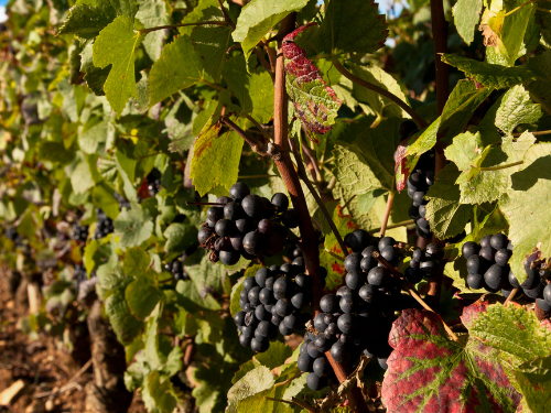 © Canva- Vigneti di Pinot della Borgogna