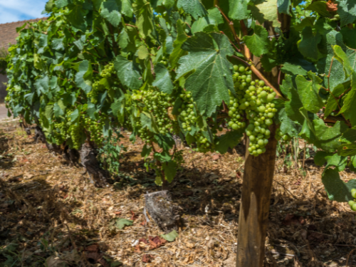© Canva- vigneto di Chardonnay