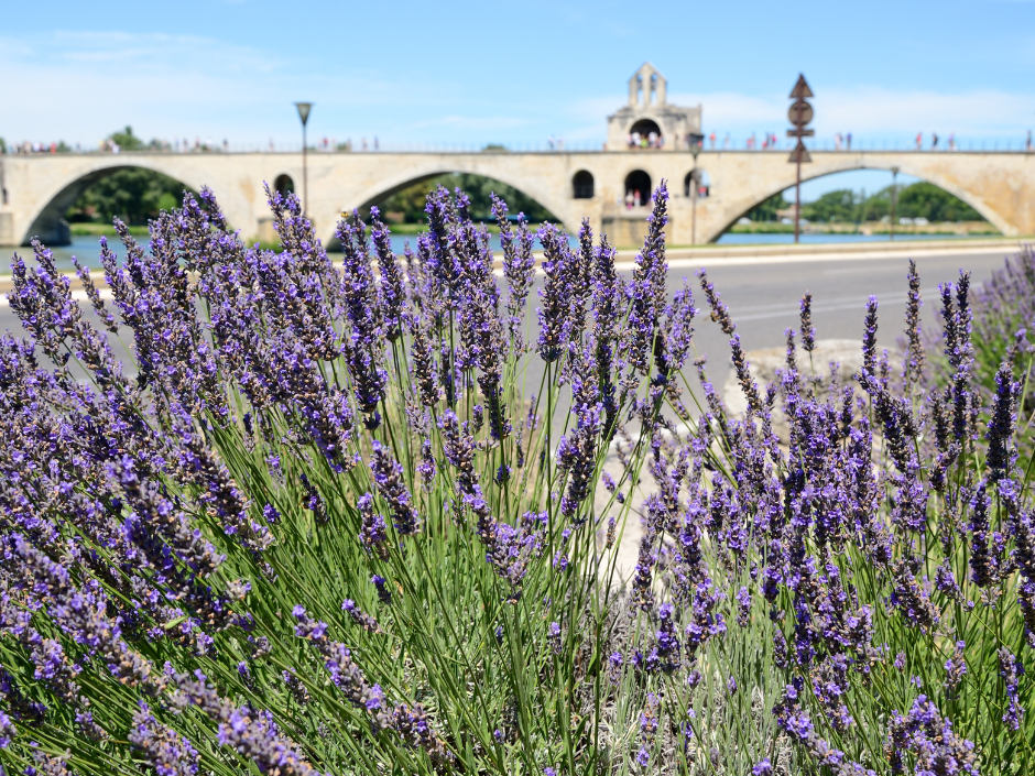 Avignone di giorno  © Canva