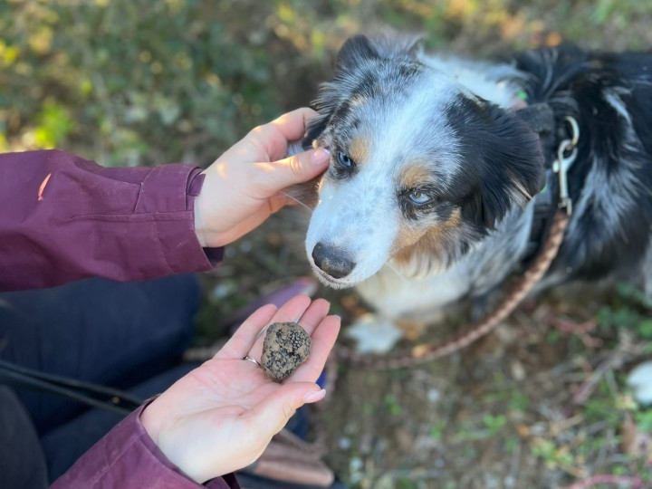 © Avignon Tourisme- Gordes Caccia al Tartufo