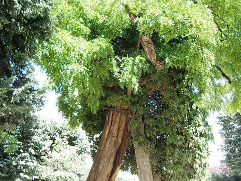 Square René Viviani - Montebello