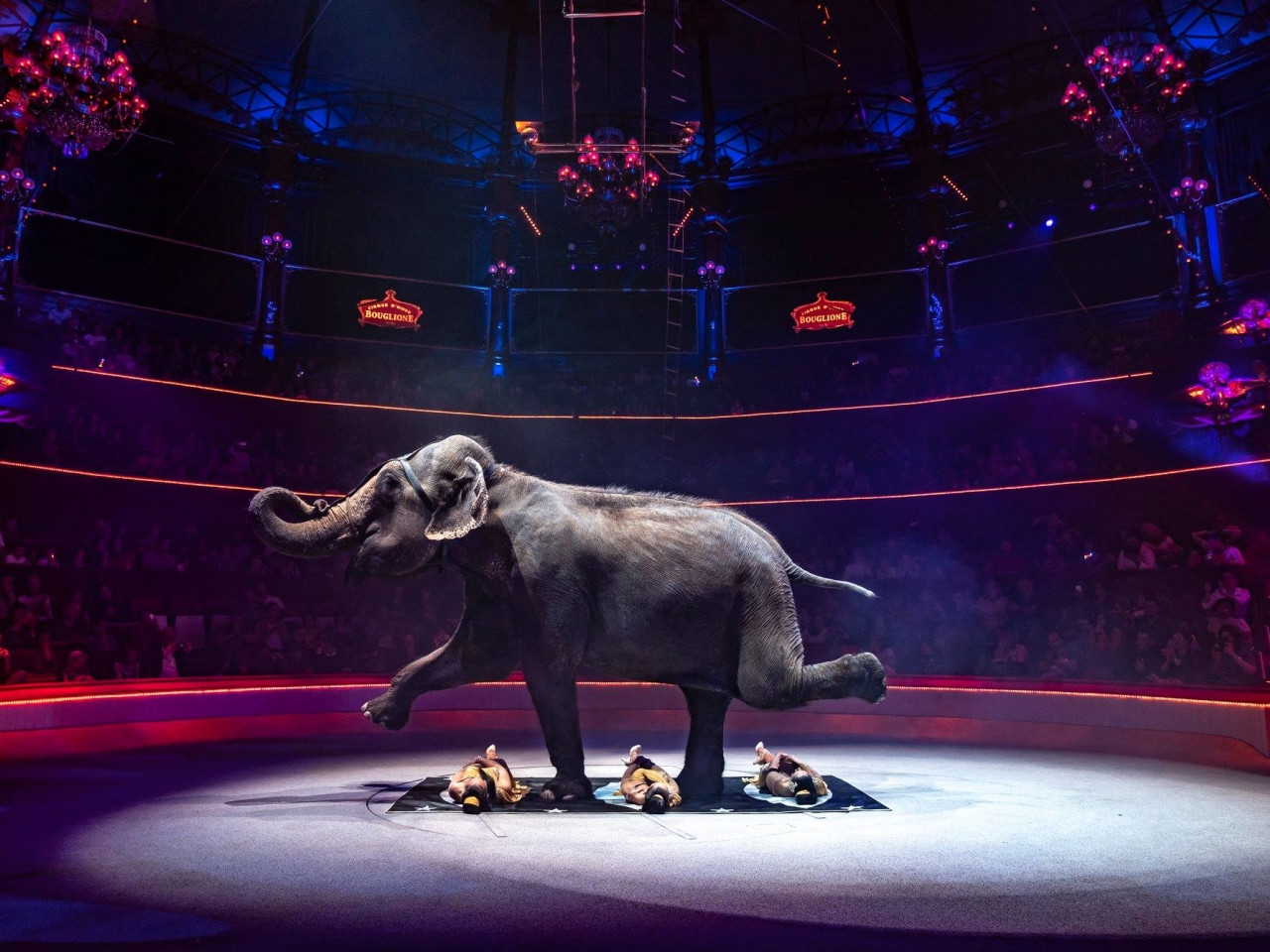 © Cirque d'Hiver Bouglione