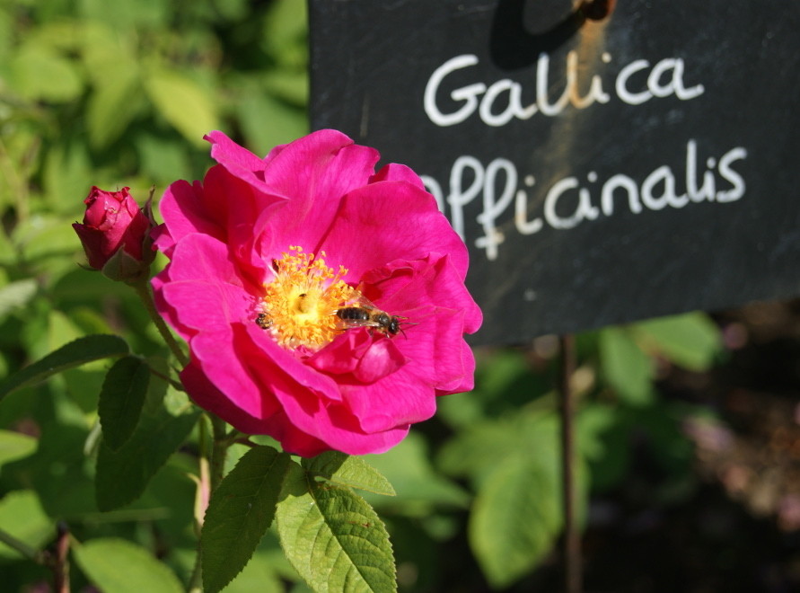 Roseto di Provins © Provins Tourisme