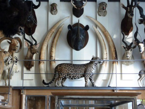 Museo della Caccia e della Natura