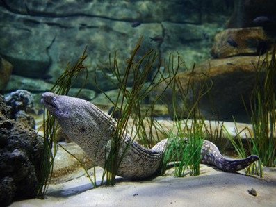 Aquarium de Paris Cineaqua