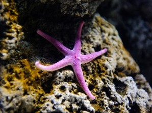 Aquarium de Paris Cineaqua