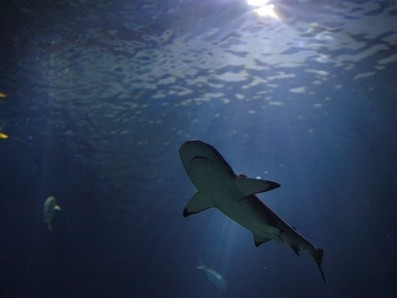 Aquarium de Paris Cineaqua