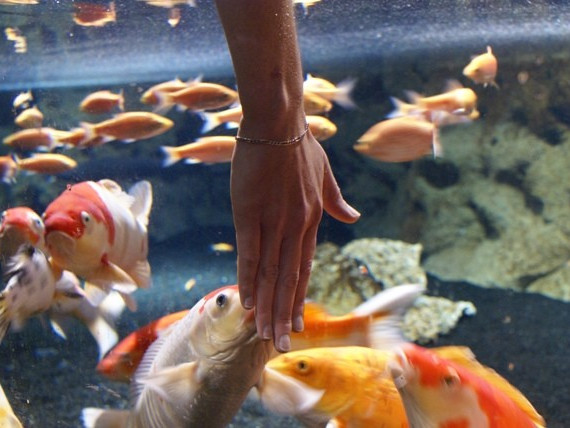 Aquarium de Paris Cineaqua