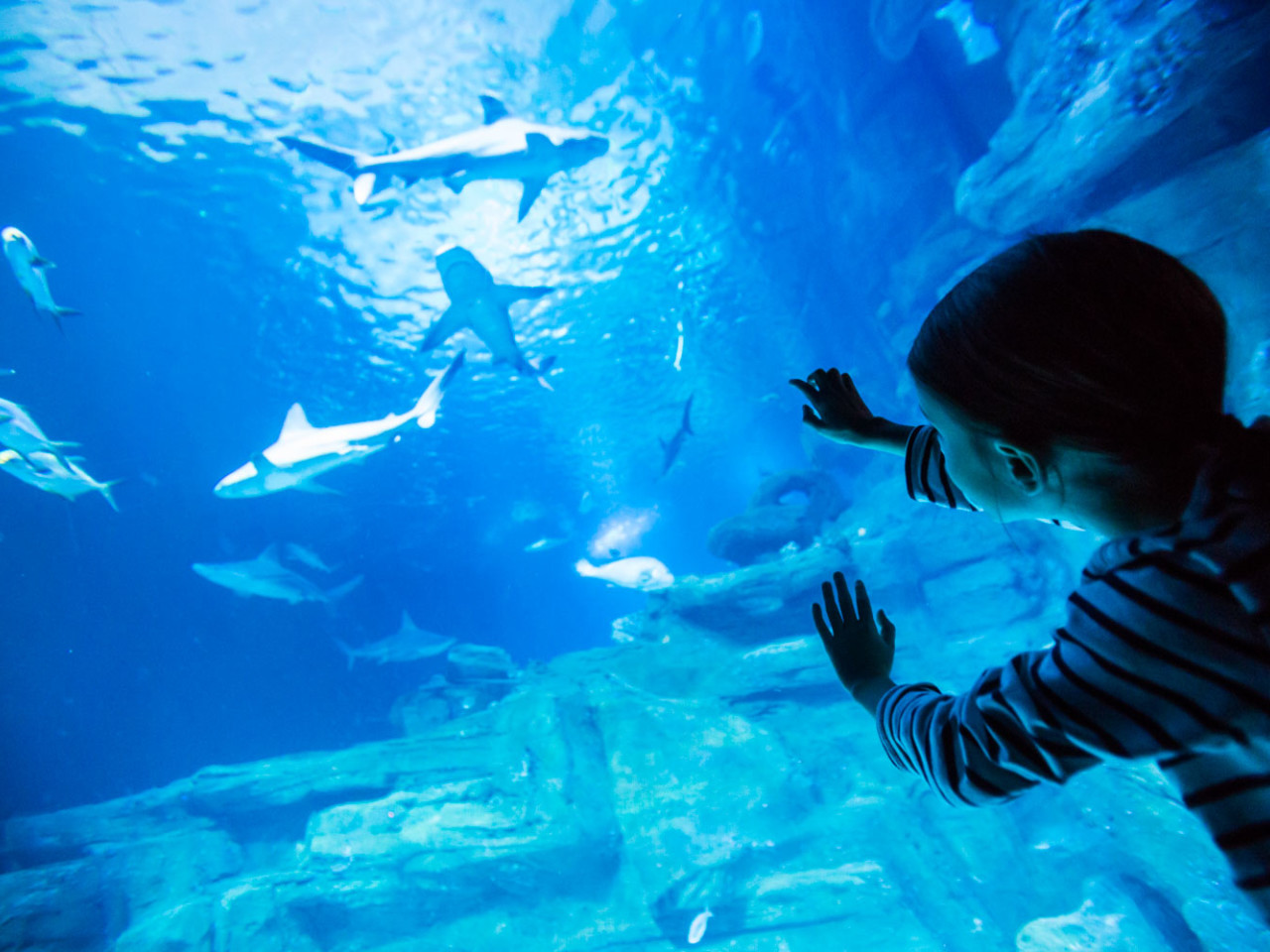 Aquarium de Paris Cineaqua