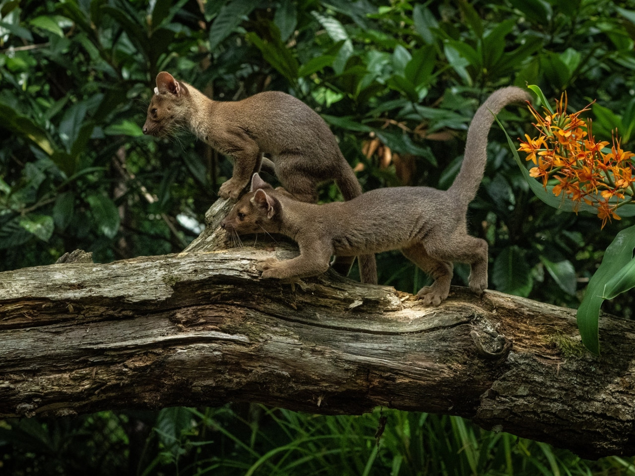 Parc Zoologique de Paris © MNHN - F-G Grandin