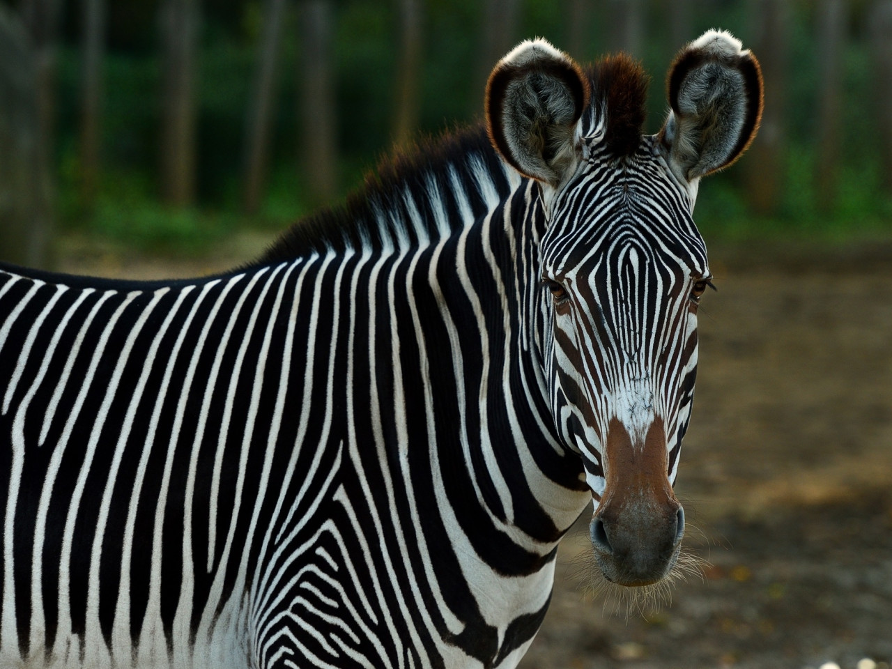 Parc Zoologique de Paris © MNHN - F-G Grandin