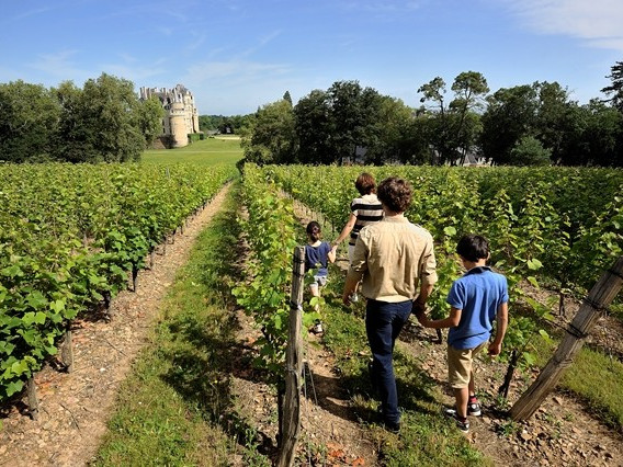 Vignes_Brissac © JEAN-SEBASTIEN EVRARD