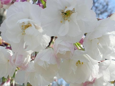 Giardino delle Piante Parigi: il + grande orto botanico francese