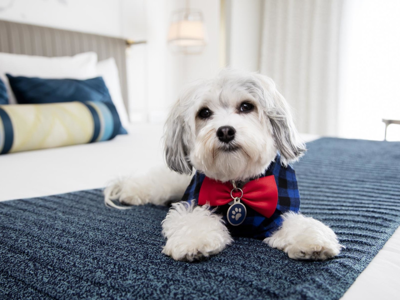 Hotel Pet Friendly che accettano animali a Parigi - Parigi.it