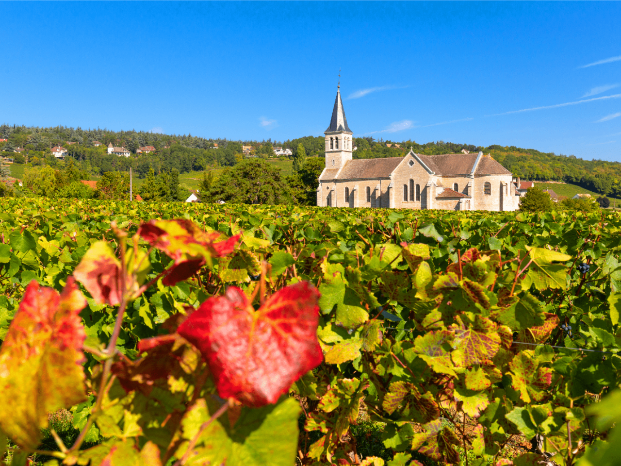 Le strade del vino in Francia: itinerari sulle strade dei vini
