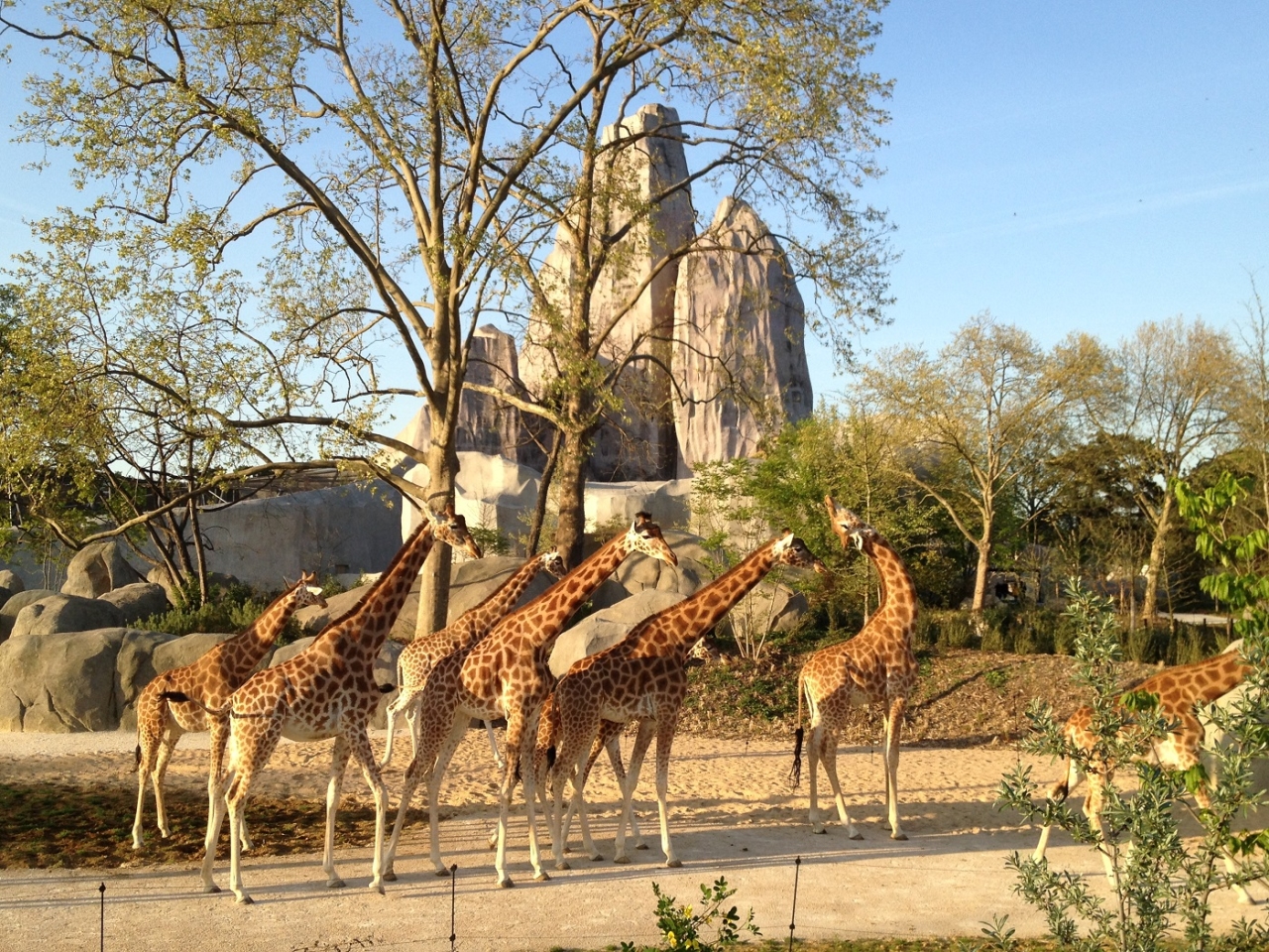 Parc Zoologique de Paris © DR OT Vincennes